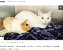 【海外発！Breaking News】猫とモルモットの間に生まれた強い絆　新たな飼い主に引き取られ一緒に過ごすことに（米）