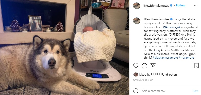 寝ているアメリアちゃんを見守るフィル（画像は『The Matthews Malamute Family　2019年12月12日付Instagram「Babysitter Phil is always on duty!」』のスクリーンショット）