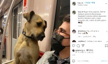 【海外発！Breaking News】バスや電車を毎日乗り継ぐ野良犬　通勤客に笑顔をもたらす癒しの存在に（トルコ）＜動画あり＞