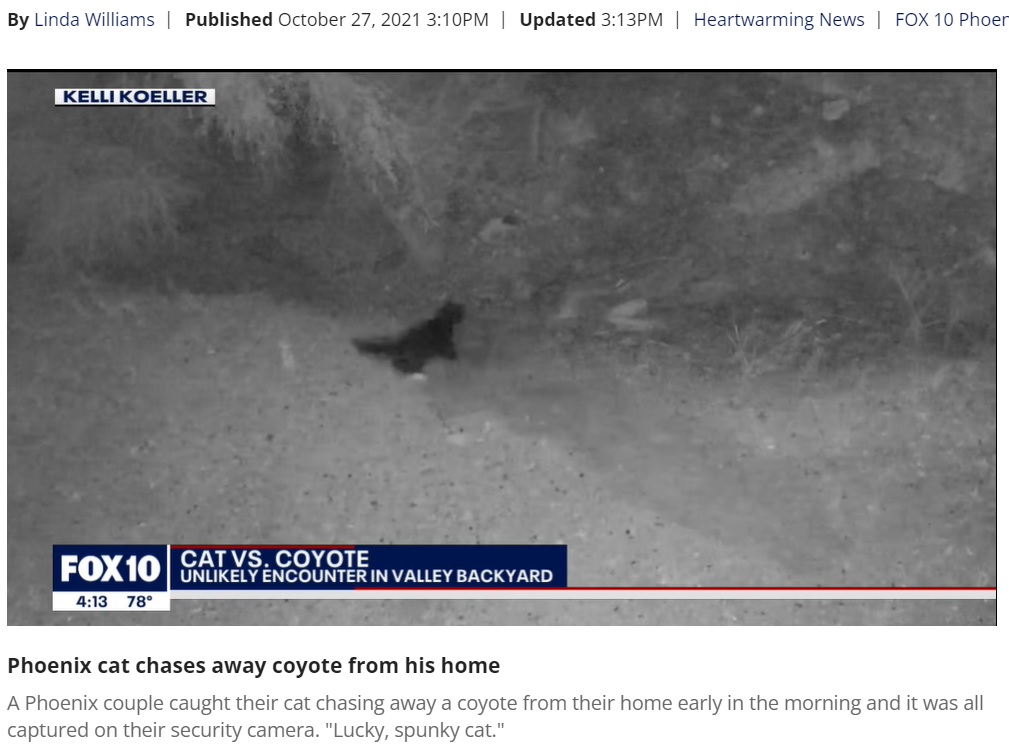 猛スピードでコヨーテのもとに駆けつけたサニー（画像は『FOX 10 Phoenix　2021年10月27日付「Phoenix cat chases away coyote from his home」』のスクリーンショット）