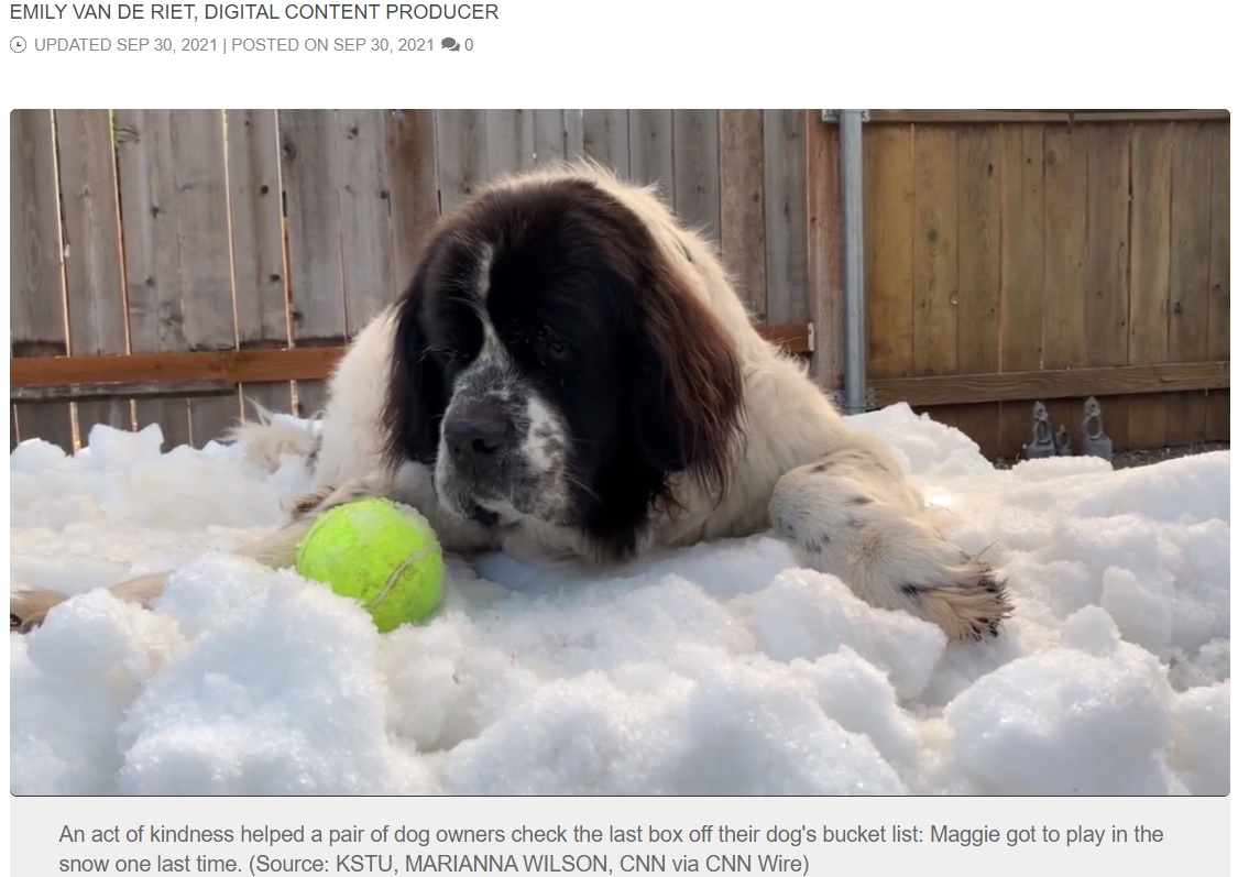 次の冬を迎えることができない愛犬のために…（画像は『FOX Carolina　2021年9月30日付「WATCH: Dog battling cancer gets her final wish - a snow pile - thanks to ice rink」（Source: KSTU, MARIANNA WILSON, CNN via CNN Wire）』のスクリーンショット）