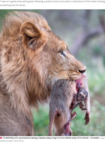 怯えた目の子猿（画像は『The Daily Star　2021年10月15日付「‘Helpless’ baby monkey clings to mother’s dead body as it hangs out of lion’s mouth」（Image: Mediadrumimages / Hendri Venter）』のスクリーンショット）