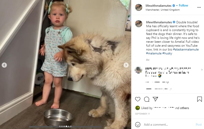 ドッグフードをあげようとして見つかったアメリアちゃん（画像は『The Matthews Malamute Family　2021年9月11日付Instagram「Double trouble!」』のスクリーンショット）