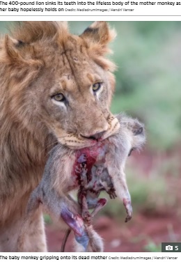 血だらけの母猿にしがみつく子猿（画像は『The Sun　2021年10月15日付「MOTHER NATURE Heartbreaking moment baby monkey clings to dead mum as lion sinks teeth into her blood-soaked body」（Credit: Mediadrumimages / Hendri Venter）』のスクリーンショット）