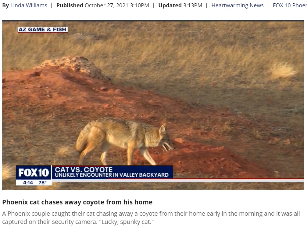 今の時期は都市部にも頻繁に姿を見せるというコヨーテ（画像は『FOX 10 Phoenix　2021年10月27日付「Phoenix cat chases away coyote from his home」』のスクリーンショット）