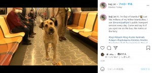 利用客に見守られているボジ（画像は『İstanbul’u Turlayan Köpek　2021年10月4日付Instagram「Hi, I’m Boji of Istanbul」』のスクリーンショット）