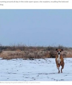 引っ越してからの1年はまるで子犬に戻ったかのようだったというロッキー（画像は『Express.co.uk　2021年9月29日付「Dog’s ghost appears in incredible photo after loyal pet died - ‘crying happy tears’」（Image: Angelita Casale）』のスクリーンショット）