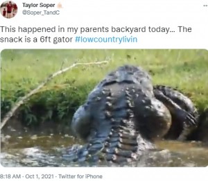 頭を振る巨大ワニ（画像は『Taylor Soper　2021年10月1日付Twitter「This happened in my parents backyard today… 」』のスクリーンショット）