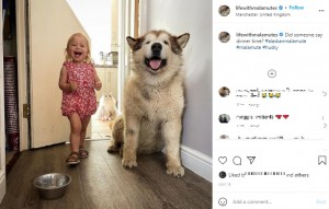 嬉しそうなアメリアちゃんとフィル（画像は『The Matthews Malamute Family　2021年7月18日付Instagram「Did someone say dinner time?」』のスクリーンショット）