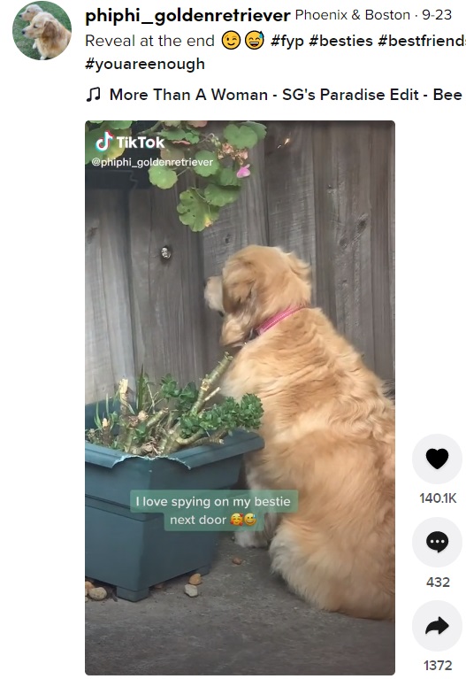 興味津々に小さな穴を覗くゴールデン・レトリバー（画像は『Phoenix ＆ Boston　2021年9月23日付TikTok「Reveal at the end」』のスクリーンショット）