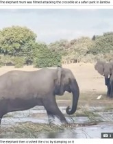 【海外発！Breaking News】子ゾウに近づいたワニ、怒りに満ちた母ゾウに踏み潰される（ザンビア）＜動画あり＞