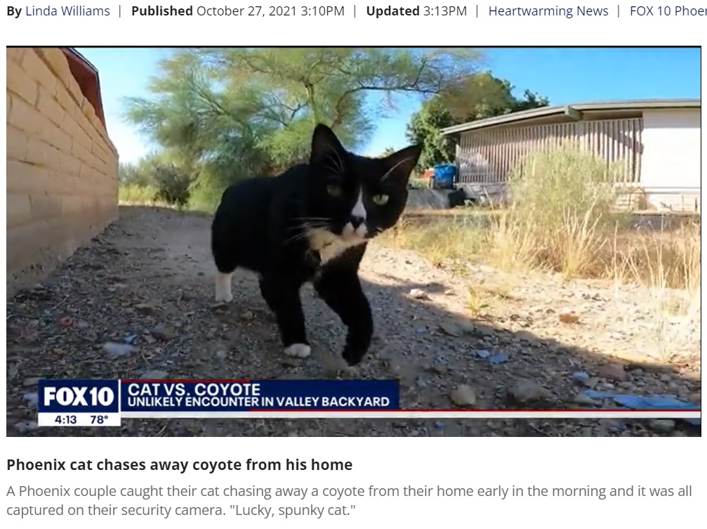 コヨーテを追い払った「怖いもの知らず」の猫（画像は『FOX 10 Phoenix　2021年10月27日付「Phoenix cat chases away coyote from his home」』のスクリーンショット）