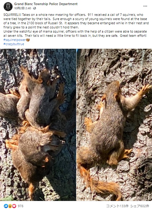 尻尾が絡まった7匹のリスたち（画像は『Grand Blanc Township Police Department　2021年10月2日付Facebook「SQUIRREL!!! Takes on a whole new meaning for officers.」』のスクリーンショット）