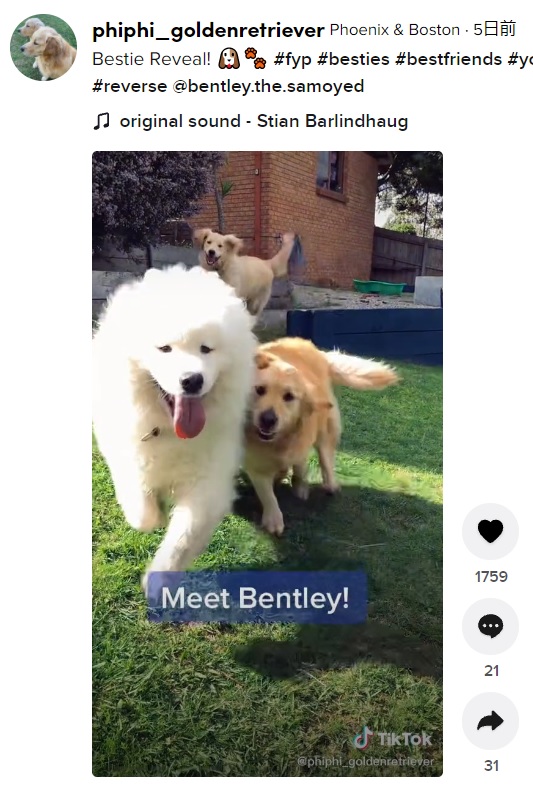 スパイしていた犬は普段から仲の良い“親友”だった（画像は『Phoenix ＆ Boston　2021年9月27日付TikTok「Bestie Reveal!」』のスクリーンショット）