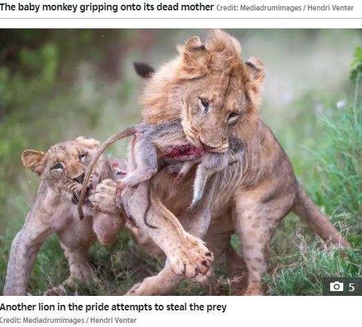 子猿を奪おうとやってきた別のライオン（画像は『The Sun　2021年10月15日付「MOTHER NATURE Heartbreaking moment baby monkey clings to dead mum as lion sinks teeth into her blood-soaked body」（Credit: Mediadrumimages / Hendri Venter）』のスクリーンショット）