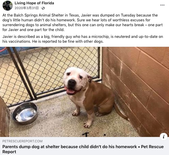 宿題をしない子供への罰として捨てられた犬（画像は『Living Hope of Florida　2020年3月31日付Facebook「At the Balch Springs Animal Shelter in Texas, Javier was dumped on Tuesday because the dog’s little human didn’t do his homework.」』のスクリーンショット）