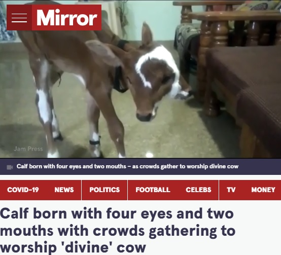 なんとか立つことができる2つの顔を持つ子牛（画像は『The Mirror　2021年11月20日付「Calf born with four eyes and two mouths with crowds gathering to worship ‘divine’ cow」（Image: Jam Press Vid/Rare Shot News）』のスクリーンショット）