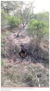 まるでおもちゃで遊ぶ大きな猫（画像は『New York Post　2021年11月26日付「Video captures lion in tug-of-war with safari truck: ‘Big cat playing with a toy’」（Baobab Ridge/Kennedy News）』のスクリーンショット）