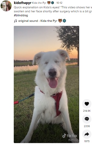 目が見えなくても幸せいっぱいだというキダ（画像は『Kida the Pyr　2021年10月12日付TikTok「Quick explanation on Kida’s eyes!」』のスクリーンショット）