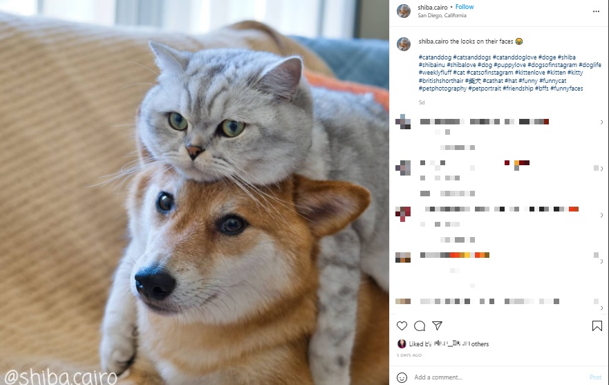 ベストフレンドの柴犬と猫（画像は『Sultan and Cairo　2021年11月22日付Instagram「the looks on their faces」』のスクリーンショット）