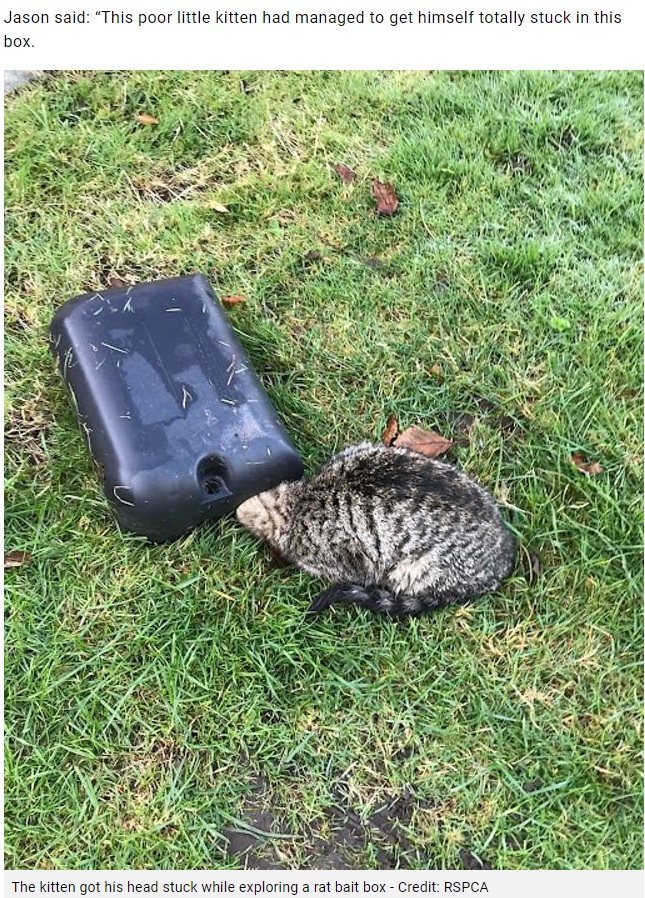 頭だけがすっぽりとはまってしまった（画像は『Dunmow Broadcast　2021年11月18日付「Video: RSPCA rescues “totally stuck” kitten」（Credit: RSPCA）』のスクリーンショット）