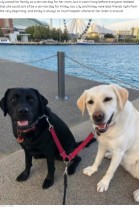 【海外発！Breaking News】耳に障がいを持つ犬に「散歩の時間よ」教える相棒犬　飼い主「本当に美しい関係」（米）＜動画あり＞