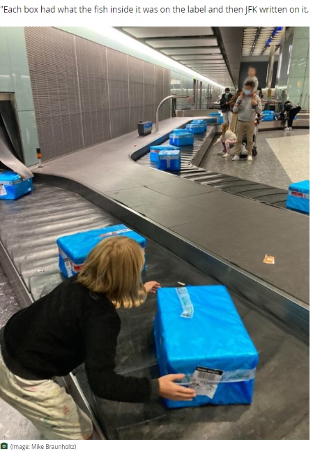 最低でも100箱は流れていたもよう（画像は『Dorset Live　2021年11月3日付「Baffling conveyor of frozen fish greets Dorset family instead of their luggage」（Image: Mike Braunholtz）』のスクリーンショット）