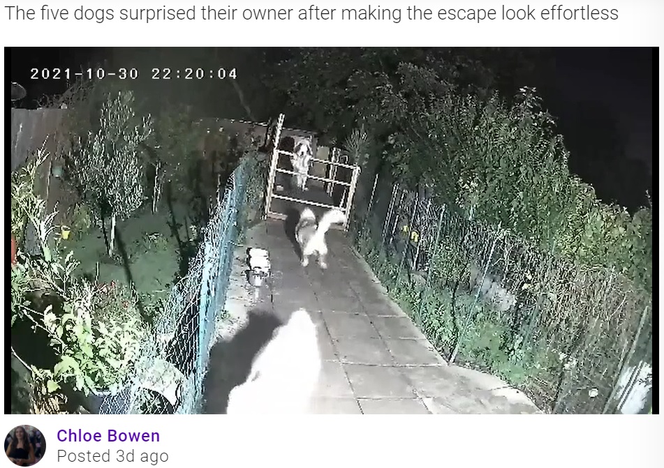 仲間に手伝ってもらい、あっさりと脱走した犬（画像は『TeamDogs　2021年11月16日付「Siblings help St Bernard in ‘prison break’ over 6ft fence」』のスクリーンショット）
