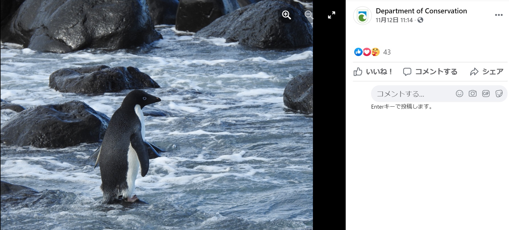 ニュージーランドで過去3例目というアデリーペンギンの訪問（画像は『Department of Conservation　2021年11月12日付Facebook「You might’ve caught up on the news of a rare visitor coming ashore in Christchurch」』のスクリーンショット）