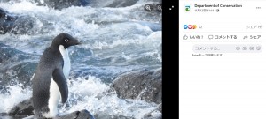 エサをもらって回復したピングーは近くの海に放たれた（画像は『Department of Conservation　2021年11月12日付Facebook「You might’ve caught up on the news of a rare visitor coming ashore in Christchurch」』のスクリーンショット）