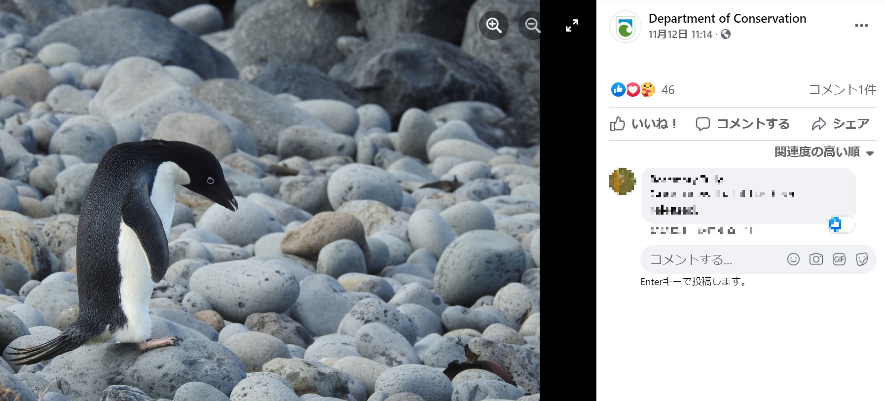 平均体重を下回り、脱水症状もあったのでケアを受けたピングー（画像は『Department of Conservation　2021年11月12日付Facebook「You might’ve caught up on the news of a rare visitor coming ashore in Christchurch」』のスクリーンショット）