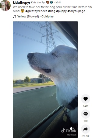 まるで笑っているかのような盲目の犬（画像は『Kida the Pyr　2021年10月11日付TikTok「We used to take her to the dog park all the time before she went blind」』のスクリーンショット）