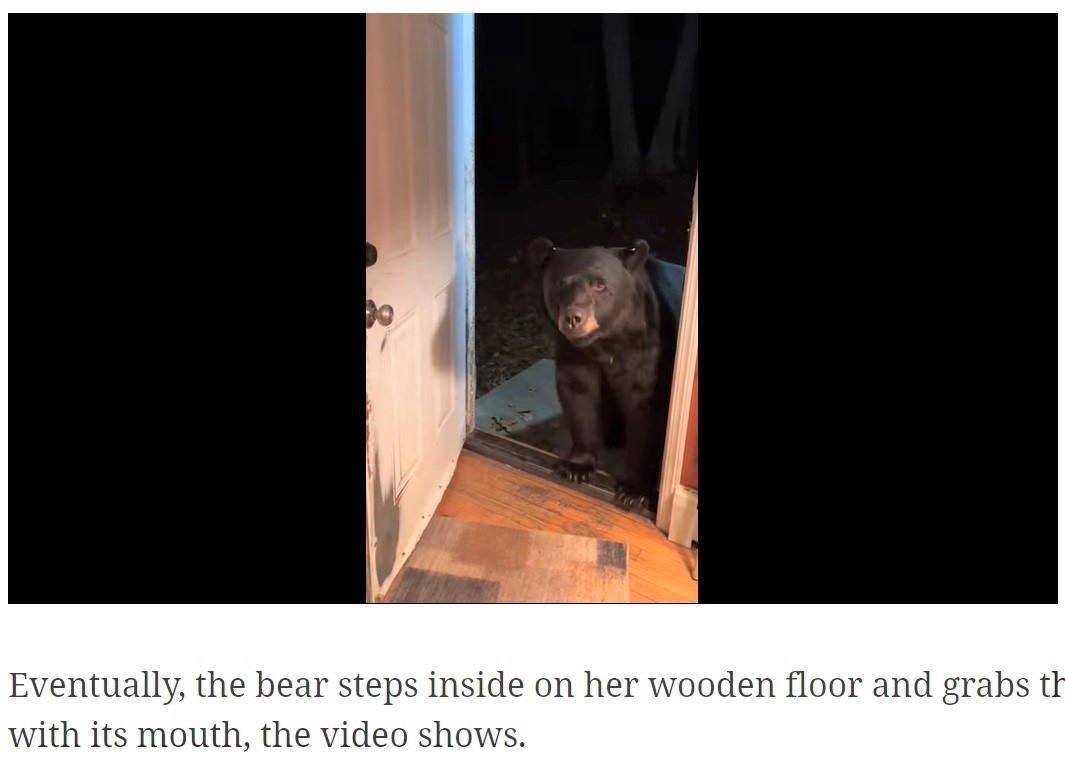 玄関に現れた大きなクマ（画像は『Miami Herald　2021年11月26日付「‘Close the door sweetie.’ Watch obedient bear show off good manners in New Jersey video」』のスクリーンショット）