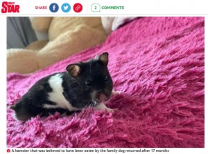 長い間、行方不明になっていたパブロ（画像は『The Daily Star　2021年11月22日付「Family stunned as hamster ‘eaten by their dog’ makes dramatic return 17 months later」』のスクリーンショット）