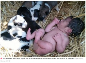 その場には野良犬の母子が寄り添っていた（画像は『The Daily Star　2021年12月22日付「Abandoned newborn baby rescued by litter of puppies that kept her warm through the night」（Image: Tahir Ibn Manzoor / SWNS）』のスクリーンショット）