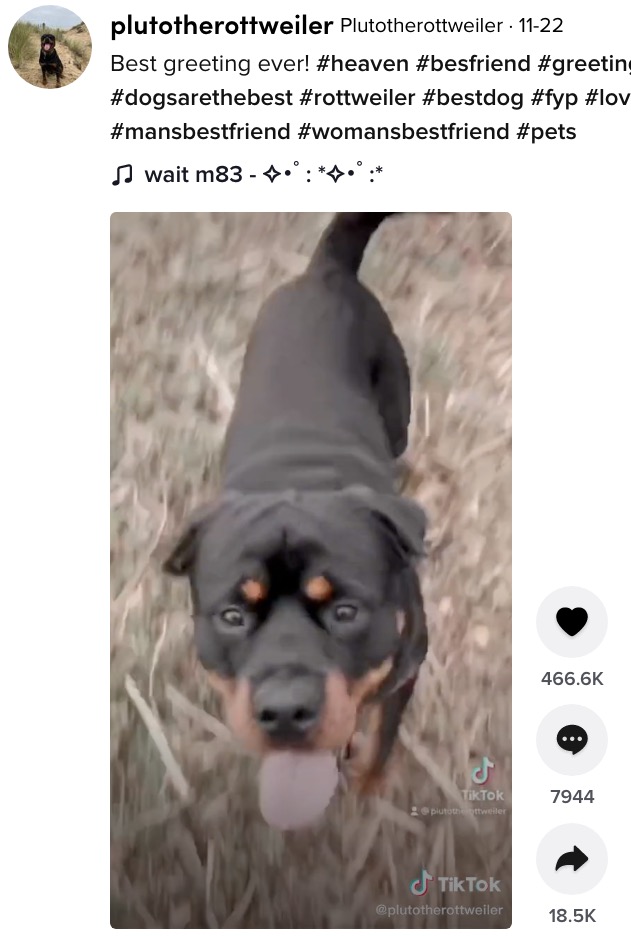 亡くなった飼い主を天国で迎えるとしたら…（画像は『Plutotherottweiler　2021年11月22日付TikTok「Best greeting ever!」』のスクリーンショット）