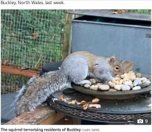 【海外発！Breaking News】野生のリスが凶暴化し2日で18人を襲う　住民は「まるでサイコパスのようだった」（英）