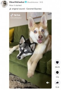 大人しいスカイ（左）と“俳優”のコッパー（画像は『lifewithkleekai　2021年11月13日付TikTok「How it started」』のスクリーンショット）