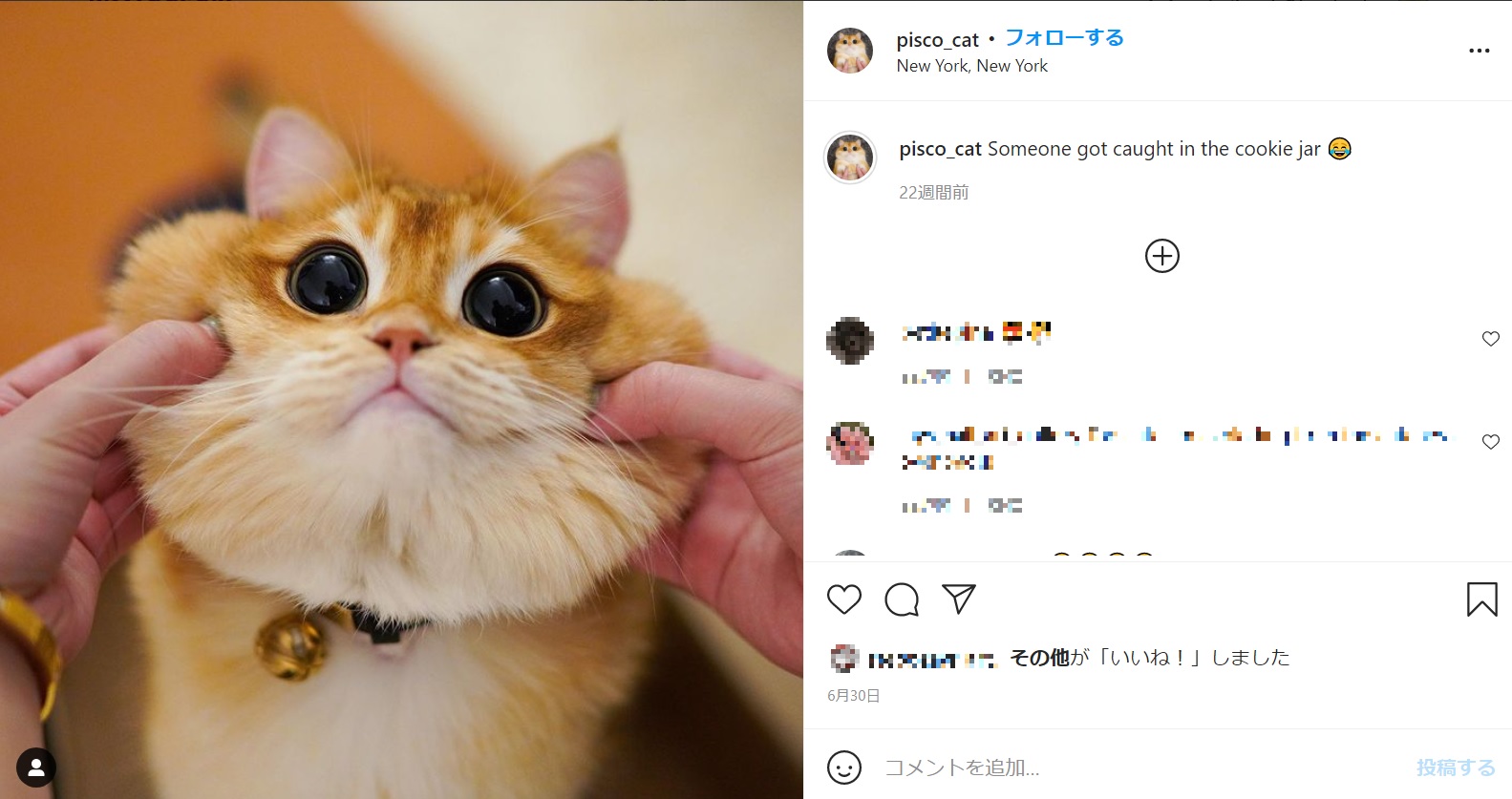 もちもちの頬も大勢のフォロワーを虜に（画像は『Pisco The Cat　2021年6月30日付Instagram「Someone got caught in the cookie jar」』のスクリーンショット）