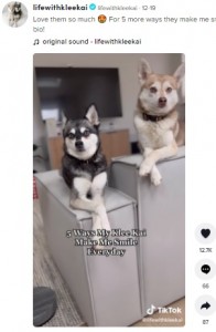 前脚をクロスさせて座る2匹（画像は『lifewithkleekai　2021年12月19日付TikTok「Love them so much」』のスクリーンショット）