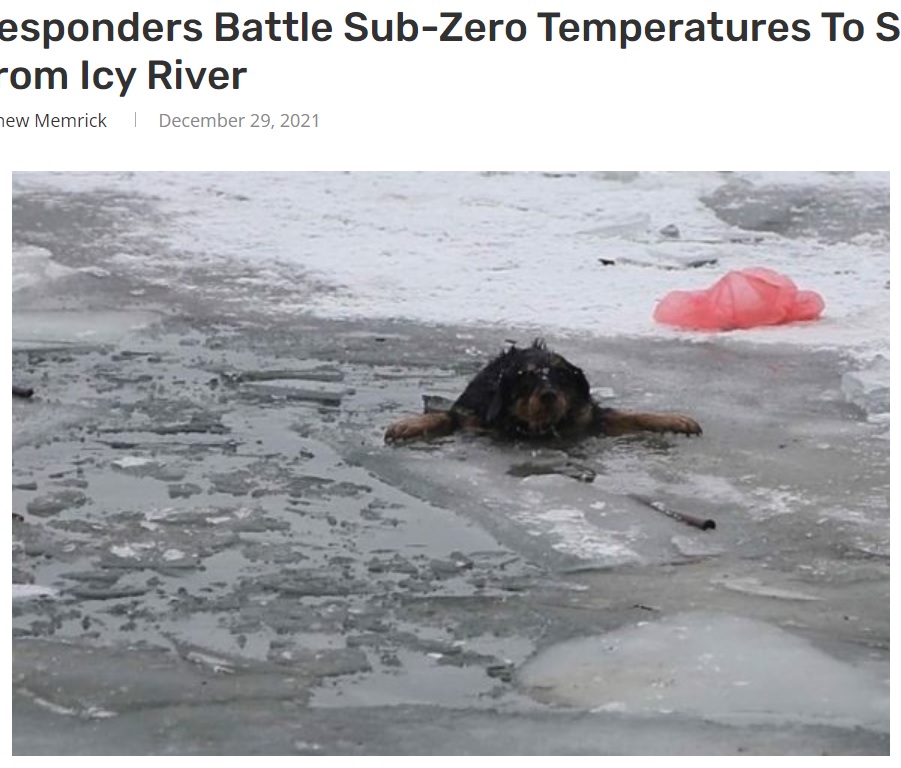 氷が張った川に落ちてしまった犬（画像は『Outsider　2021年12月29日付「First Responders Battle Sub-Zero Temperatures To Save Dogs from Icy River」』のスクリーンショット）