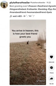 遠くから現れ、飼い主のもとへ駆け寄るプルート（画像は『Plutotherottweiler　2021年11月22日付TikTok 「Best greeting ever!」』のスクリーンショット）