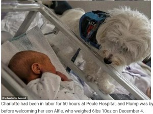 赤ちゃんが誕生し、すっかりお兄さん気分のフランプ（画像は『WhatsNew2Day　2021年12月23日付「Woman, 24, Gives Birth In Hospital With DOG At Bedside As ‘Medical Aid’」（charlotte beard）』のスクリーンショット）