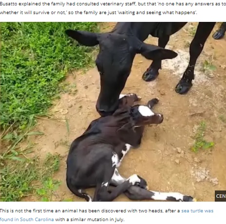 母牛と立てないままでいる子牛（画像は『UNILAD　2021年12月17日付「Mother Cow Comforts Rare Calf Born With Two Heads」』のスクリーンショット）