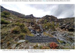 新種のヘビが発見された地域（画像は『Mongabay-India　2021年11月29日付「Scientists describe a new Himalayan snake species found via Instagram」（Photo by Virender Bhardwaj（Mirza et al 2021））』のスクリーンショット）