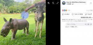 生後1か月を迎えることができたデイジー（画像は『Care for Wild Rhino Sanctuary　2022年1月10日付Facebook「DAISY UPDATE」』のスクリーンショット）