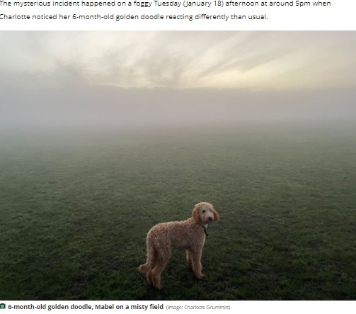 霧がかかった広場にいるメイベル（画像は『Dorset Live　2022年1月20日付「Dorset resident films mysterious ‘ghost swing’ rocking in park with no one else around」（Image: Charlotte Grummitt）』スクリーンショット）