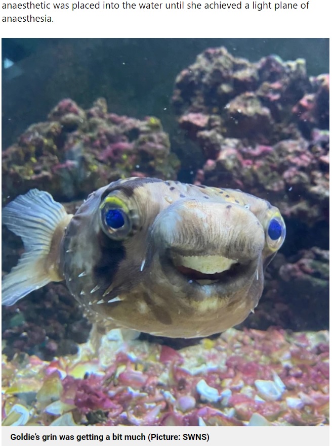 歯が大きくなりすぎてしまったハリセンボン（画像は『Metro　2022年1月23日付「Pufferfish’s teeth are so big it needs to see a dentist」（Picture: SWNS）』のスクリーンショット）