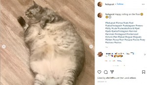 エクササイズが足りない？（画像は『Liznya the Cat　2022年1月19日付Instagram「Happy rolling on the floor」』のスクリーンショット）