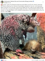 【海外発！Breaking News】ヤマアラシの赤ちゃんが米動物園で誕生　針のないフワフワな姿で人々を魅了＜動画あり＞